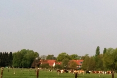 37 - Pferdewiese Laher Wiesen