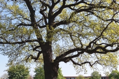 30 - Tafel Naturdenkmal: Eiche am Anger