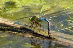 Große Königslibelle_wp